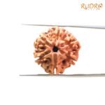 6-Mukhi-Rudraksha-Nepal-21.50-Mm-Sp-C.jpg