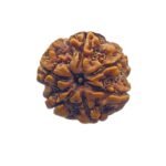 6 Mukhi Rudraksha Nepal (21.55 Mm) 6 6 Mukhi Rudraksha Nepal (21.55 Mm)