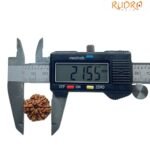 6 Mukhi Rudraksha Nepal (21.55 Mm) 7 6 Mukhi Rudraksha Nepal (21.55 Mm)