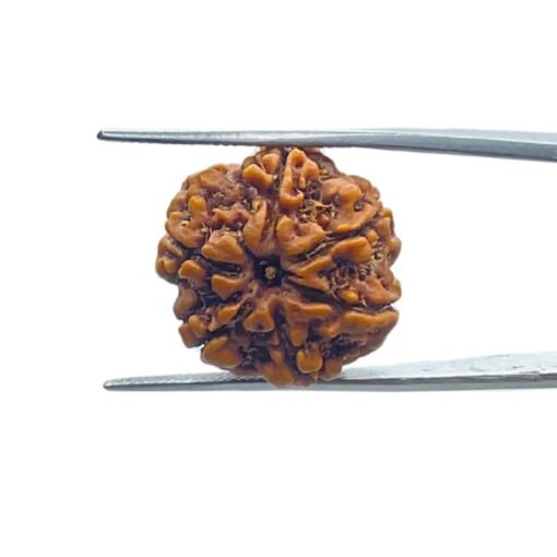 6 Mukhi Rudraksha Nepal (21.55 Mm)