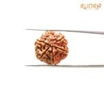 6-Mukhi-Rudraksha-Nepal-21.58-Mm.jpg