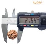 6 Mukhi Rudraksha Nepal (21.64 Mm )