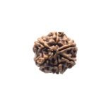 6 Mukhi Rudraksha Nepal (21.70 Mm )