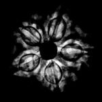 6 Mukhi Rudraksha Nepal (21.70 Mm ) X-Ray