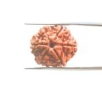6-Mukhi-Rudraksha-Nepal-22.00MM-MP-C.jpg