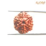 6-Mukhi-Rudraksha-Nepal-22.00MM-SP-C.jpg