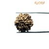 6 Mukhi Rudraksha Nepal (22.32 Mm)