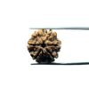 6 Mukhi Rudraksha Nepal (22.32 Mm)