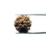 6 Mukhi Rudraksha Nepal (22.32 MM)