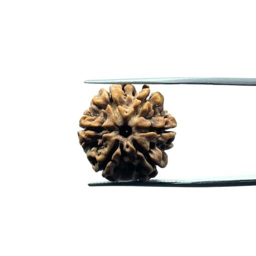 6 Mukhi Rudraksha Nepal (22.32 Mm)