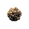 6 Mukhi Rudraksha Nepal (22.32 Mm)