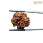 6 Mukhi Rudraksha Nepal (22.46 Mm)