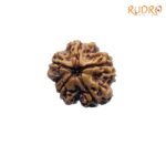 6-Mukhi-Rudraksha-Nepal-22.46-MM-OP-C.jpg