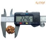 6 Mukhi Rudraksha Nepal (22.46 Mm)