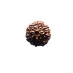 7 Mukhi Indonesian Rudraksha (18.05 Mm)