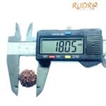 7 Mukhi Indonesian Rudraksha (18.05 Mm)
