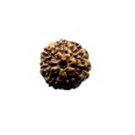 7 Mukhi Indonesian Rudraksha (19.02 Mm)