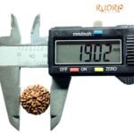 7 Mukhi Indonesian Rudraksha (19.02 Mm)