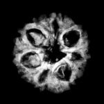 7 Mukhi Indonesian Rudraksha (19.02 Mm)