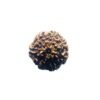 7 Mukhi Indonesian Rudraksha (20.03 Mm)