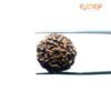 7 Mukhi Indonesian Rudraksha (20.03 Mm)