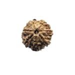 7 Mukhi Nepal Rudraksha (18.70 Mm)