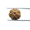 7 Mukhi Nepal Rudraksha (18.70 Mm)