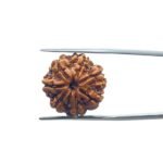 7 Mukhi Nepal Rudraksha (19.26 MM)