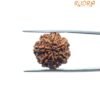7 Mukhi Nepal Rudraksha (19.26 Mm)