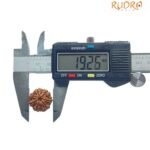 7 Mukhi Nepal Rudraksha (19.26 Mm)