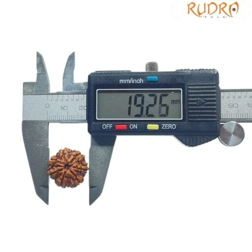 7 Mukhi Nepal Rudraksha (19.26 MM)