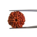 7 Mukhi Nepal Rudraksha (21.00 MM)