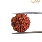 7 Mukhi Nepal Rudraksha (21.00 MM)