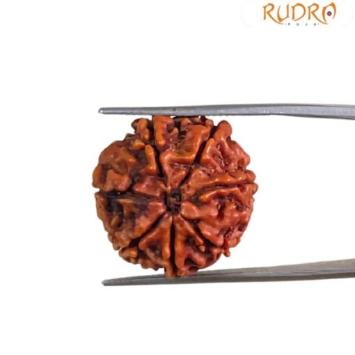 7 Mukhi Nepal Rudraksha (21.00 Mm)