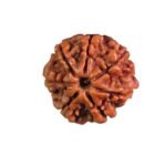 7 Mukhi Nepal Rudraksha (21.00 Mm)