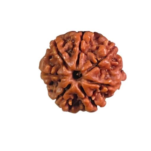 7 Mukhi Nepal Rudraksha (21.00 Mm)