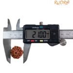 7 Mukhi Nepal Rudraksha (21.00 Mm)