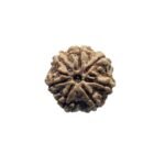 7 Mukhi Nepal Rudraksha (21.25 Mm)