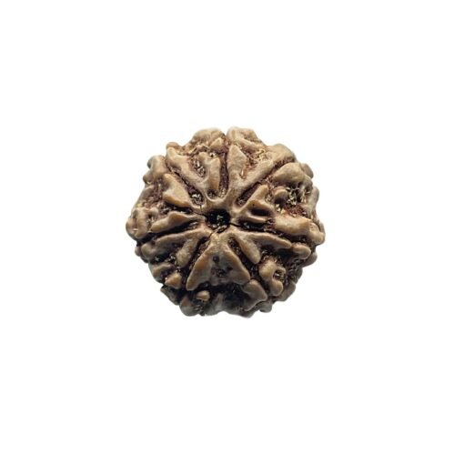 7 Mukhi Nepal Rudraksha (21.25 Mm)