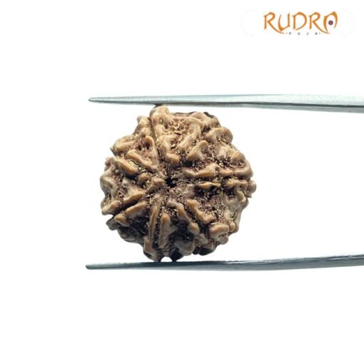 7 Mukhi Nepal Rudraksha (21.25 Mm)