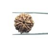7 Mukhi Nepal Rudraksha (21.25 Mm)
