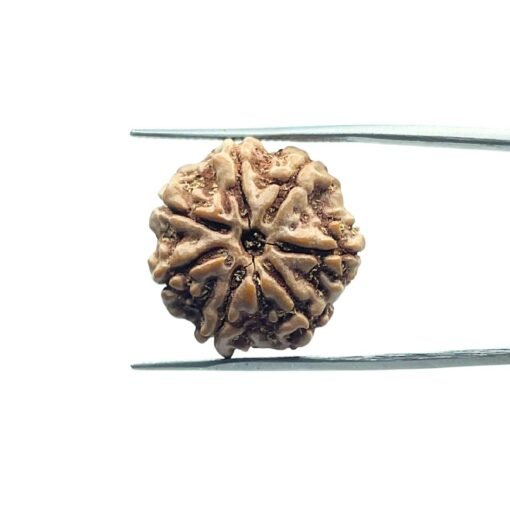 7 Mukhi Nepal Rudraksha (21.25 Mm)