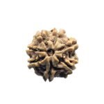 7 Mukhi Nepal Rudraksha (21.72 Mm)