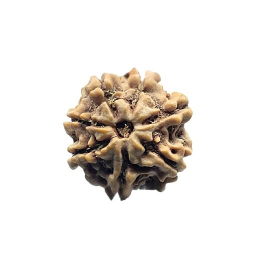 7 Mukhi Nepal Rudraksha (21.72 Mm)