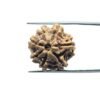 7 Mukhi Nepal Rudraksha (21.72 Mm)