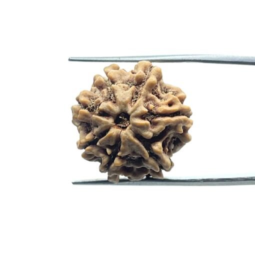 7 Mukhi Nepal Rudraksha (21.72 Mm)