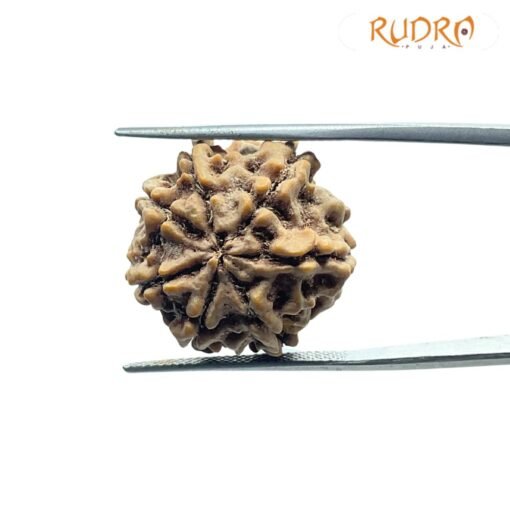 7 Mukhi Nepal Rudraksha (21.72 Mm)