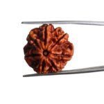 7 Mukhi Nepal Rudraksha (22.30 MM)