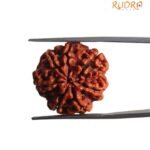 7 Mukhi Nepal Rudraksha (22.30 MM)