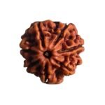 7 Mukhi Nepal Rudraksha (22.30 Mm)